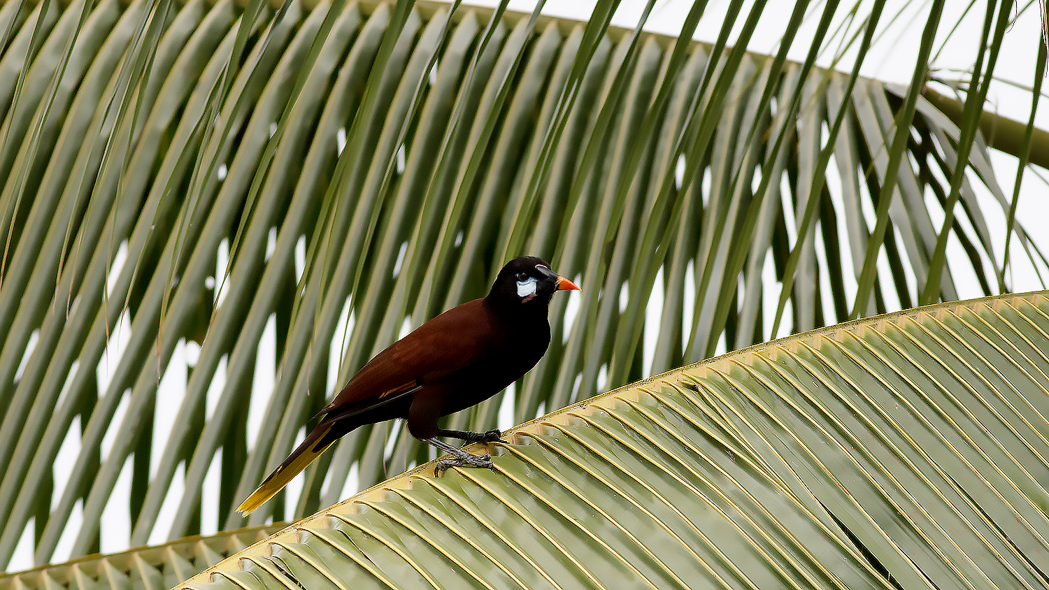Montezuma Oropendola